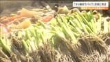 "シャキシャキの魅力"全国へ「せり鍋ゆうパック」はじまる　第一便は"セリカット"でシャキッと発送　宮城県・名取市|TBS NEWS DIG