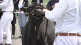 100頭のホルスタインが一堂に!乳牛の体形の美しさなどを競う、ブラックアンドホワイトショウ2025 岩手・雫石町|TBS NEWS DIG