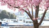 早咲きの河津桜が見頃に　広島･尾道水道の護岸沿い　|　RCC NEWS | 広島ニュース | RCC中国放送