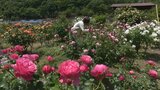 夫婦が営むローズガーデンにようこそ　約100種類のバラが咲き誇る庭を無料で　15年で170株に【岡山】　|　岡山・香川のニュース | 天気 | RSK山陽放送