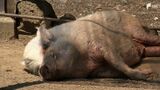 「梅雨にならないうちに夏本番って感じ」各地で30℃超え…あまりの暑さに動物もぐったり=静岡 | 静岡のニュース | SBSNEWS | 静岡放送