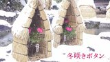雪景色にほっこり　懐かしいふるさと再現エリアに凜とたたずむ色鮮やかな冬咲きボタン展　広島・庄原市　|　RCC NEWS | 広島ニュース | RCC中国放送