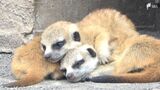 「夏休みにたくさん見に来て」ミーアキャット、コモンマーモセットの赤ちゃん誕生 来園者に人気=静岡・伊豆アニマルキングダム | 静岡のニュース | SBSNEWS | 静岡放送