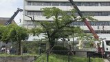 「いたしかたない…」桜の名所・松川べりの桜を伐採 地震で護岸に亀裂入る 復旧工事のため出入り口確保 富山 | 富山のニュース|天気・防災|チューリップテレビ
