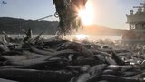 新年初水揚げで浜に活気 豊漁願い威勢良く三本締め 魚市場で恒例の初売り手締め式 岩手・大船渡市|TBS NEWS DIG