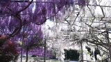 紫と白の回廊 102歳で他界した母親が息子のために植えた藤棚見ごろ 自宅の庭を一般に公開・ライトアップも 岩手・陸前高田市|TBS NEWS DIG