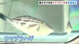 電子タグでウマヅラハギの生態調査 水温や水深を測定 不漁続きで回遊範囲を探る 富山 | 富山のニュース|天気・防災|チューリップテレビ