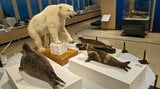 食物連鎖の最上位にいる動物の食事内容を学ぶ 企画展「捕食者の献立」 盛岡市|TBS NEWS DIG