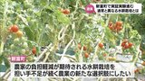 有機肥料を用いた水耕栽培の実証実験 新富町で進む|TBS NEWS DIG