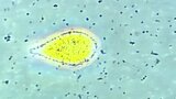 養殖カンパチ 2万100匹が死ぬ　赤潮の影響　6年連続で被害発生　熊本・天草|TBS NEWS DIG