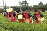 お茶どころ牧之原で「茶娘・茶息子」姿の中学生が摘み取り「多くの人に飲んでほしい」|TBS NEWS DIG