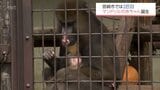 マンドリルの赤ちゃん誕生 愛らしい姿見せる 宮崎市フェニックス自然動物園 名前は今後募集予定 | MRTニュース | MRT宮崎放送