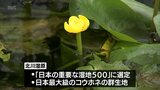 宮崎県の絶滅危惧種「コウホネ」の花　延岡市の北川湿原で見ごろに　|　MRTニュース ｜ ＭＲＴ宮崎放送