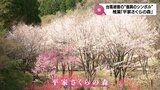 大規模土砂崩れから20年 "復興のシンボル"として咲き誇る桜 椎葉村「平家さくらの森」 | MRTニュース | MRT宮崎放送