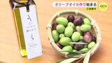 世界一に輝いた鮮やかなグリーン “オリーブの島” の「しぼりたて」オリーブオイル　収穫期迎え オイル作り始まる　|　RCC NEWS | 広島ニュース | RCC中国放送