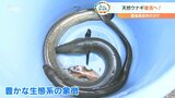 「10月調査で1メートルに迫るものや産卵前の生体を確認」環境を整え天然ウナギが遡上する川を復活へ | 大分のニュース|OBS NEWS|大分放送
