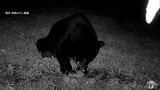 「緊急銃猟のマニュアル」青森県が市町村向けに作成して11月中に配布へ クマの出没件数が初の2000件超で過去最多を更新するなか 宮下宗一郎 知事が方針示す | 青森のニュース│ATV NEWS│青森テレビ