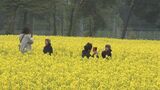 食害や少雪で85%が生育不良 東北農業研究センター恒例の菜の花一般公開中止 代替イベントを企画 盛岡市|TBS NEWS DIG