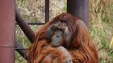 人気の５３歳オランウータン「ミミ」が死ぬ、先月から食欲不振～福岡市動物園　|　福岡のニュース｜RKB NEWS｜RKB毎日放送
