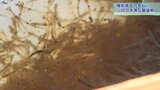気仙川の春の風物詩「シロウオ漁」が最盛期 岩手・陸前高田市|TBS NEWS DIG