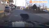 「クマいます！外出ないで！」パトカーが警戒中に中学校の敷地からクマ...山形市でクマの出没相次ぐ　県は「クマ出没警報」を12月末まで延長（山形）|TBS NEWS DIG