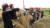 「感謝の気持ちでおいしく食べたい」小学生が稲刈りを体験 農業の知識深める=静岡・富士市 | 静岡のニュース | SBSNEWS | 静岡放送