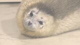 ゴマフアザラシの赤ちゃん誕生 もふもふとした白い毛…早くも人気者に 大分市の水族館うみたまご | 大分のニュース|OBS NEWS|大分放送