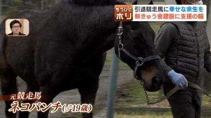 引退競走馬の老朽厩舎を救え！「ネコパンチ」らが暮らす北海道の養老