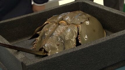 生きた化石「カブトガニ」が香川県で漁師の網に さっそく高校で教材に