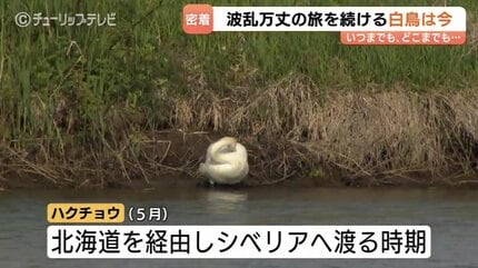 ＡＴ➖２０４ 鶏、鳩、鶴、白鳥、フクロウ 、全部まとめて 激安の投げ売りです 傷ついた白鳥と富山のカメラマン澤江弘一さん 消息絶った1年を乗り越え