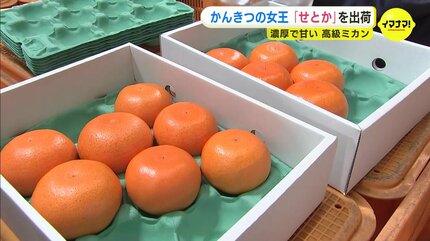 ✨高級柑橘　☆せとか☆　10キロ(箱込み)　瀬戸内から産地直送2 柑橘の女王” 今シーズンは猛暑の 高級ミカン「せとか」の出荷始まる 果物