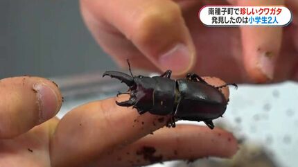小学生が描いたよ！クワガタ　値下げOK‼︎ 左がメス？右がオス？種子島で珍しいクワガタを小学生が発見「育てれば