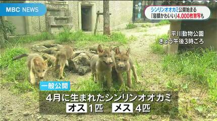 マニアは4000枚激写！ シンリンオオカミの赤ちゃん 公開にみんな