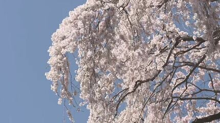 桜ってこんなにも感動させるんだ」日本三大桜・三春滝桜が満開 福島