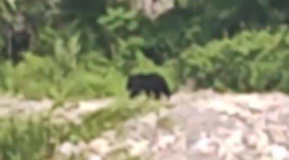 「まさか自分の住んでいる近くにクマが現れるとは…」河川敷を右から左へ歩くクマ…長野・安曇野市穂高の住宅地に近い川沿いにクマ…市が住民に注意呼びかけ　|　SBC NEWS | 長野のニュース | SBC信越放送