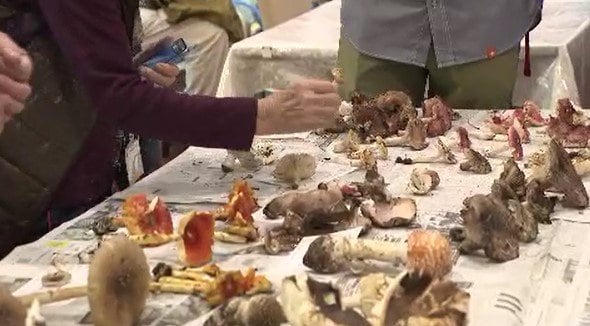 「今まで見たことないんです…」専門家が鑑定…天然のキノコの生態を知って！長野・信濃町でキノコ鑑定会「2026年は雨が多く、猛暑が続かなかったので、寒い所のキノコが姿を現した可能性も…」|TBS NEWS DIG