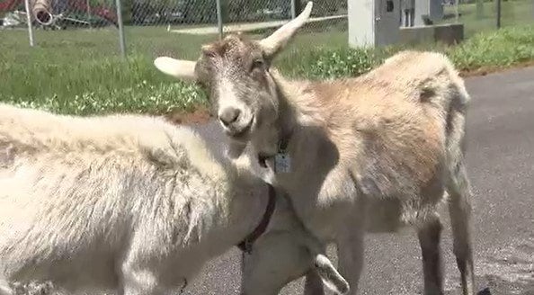 2頭のヤギが「空港デビュー」？！ナゼ…？そこには予想外の「重要な任務」が…農場から月額1万円でレンタル！！まつもと空港の担当者に直撃取材してわかった納得の理由　|　SBC NEWS | 長野のニュース | SBC信越放送
