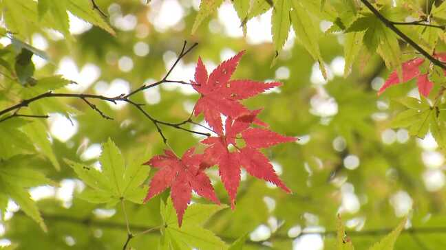 「この暑さいつまで続く?」秋の味覚に紅葉も・・・秋の風物詩にも影響 今年の秋は短い?|TBS NEWS DIG