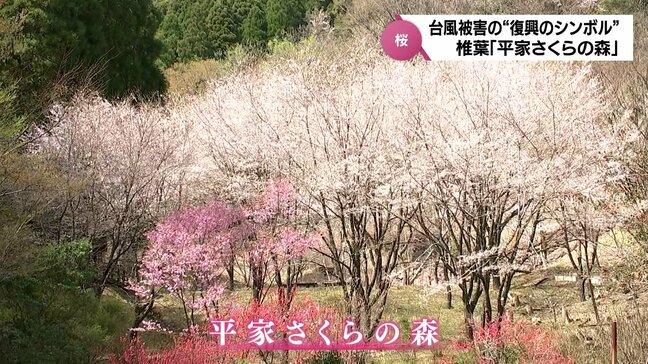 大規模土砂崩れから20年 "復興のシンボル"として咲き誇る桜 椎葉村「平家さくらの森」|TBS NEWS DIG