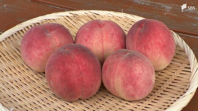 ジューシーな果肉と濃厚な甘みが特徴 静岡が誇るブランド「長田の桃」梅雨時期の対策は?【くるちゃんさんぽ】|TBS NEWS DIG