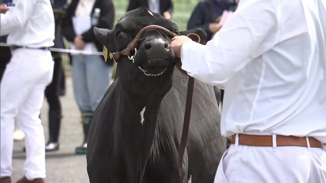 100頭のホルスタインが一堂に！乳牛の体形の美しさなどを競う、ブラックアンドホワイトショウ2025　岩手・雫石町|TBS NEWS DIG