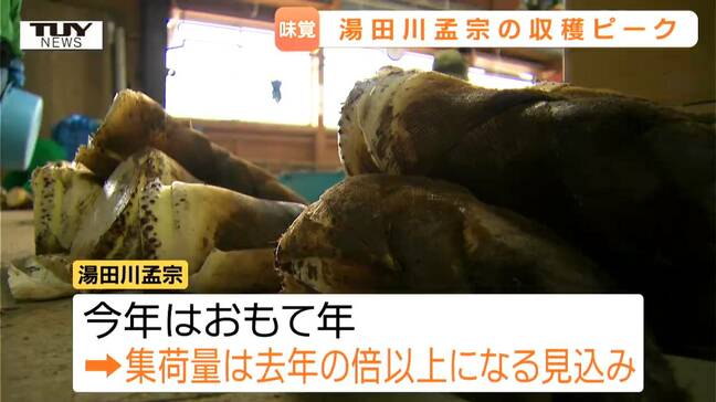 えぐみが少なく、みずみずしい！ 飛ぶように売れる湯田川孟宗の収穫がピーク　今年は豊作の「おもて年」（山形・鶴岡市）　|TBS NEWS DIG