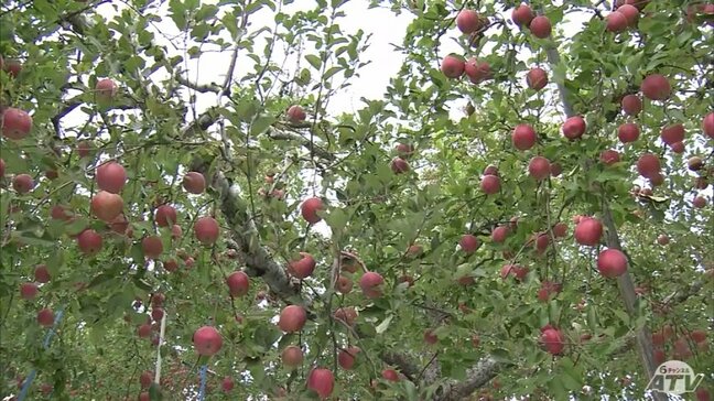 リンゴ９５０個窃盗事件　盗まれたのは全て収穫控えた「ふじ」　青森県で１０月に入りリンゴ窃盗相次ぐ　五所川原市|TBS NEWS DIG