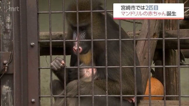 マンドリルの赤ちゃん誕生　愛らしい姿見せる　宮崎市フェニックス自然動物園　名前は今後募集予定　|TBS NEWS DIG
