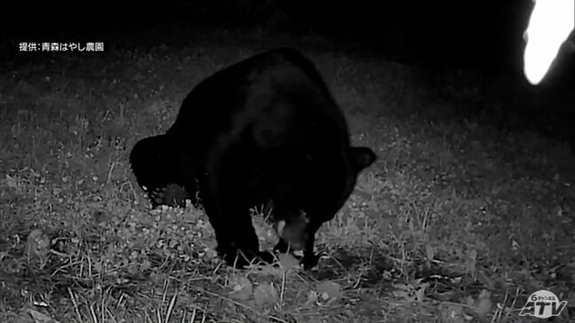 「緊急銃猟のマニュアル」青森県が市町村向けに作成して11月中に配布へ　クマの出没件数が初の2000件超で過去最多を更新するなか　宮下宗一郎 知事が方針示す|TBS NEWS DIG