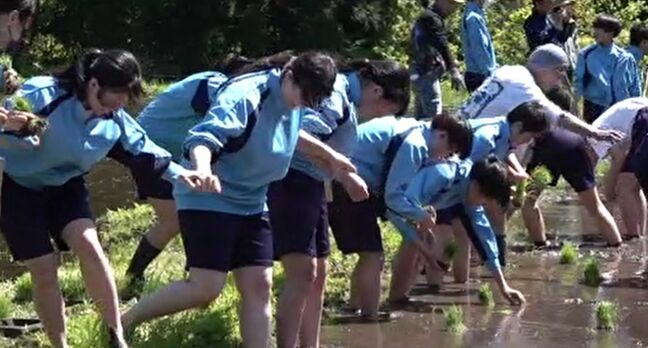 能登半島地震後初めて 能登での修学旅行受け入れ 東京の中学生が田植え|TBS NEWS DIG