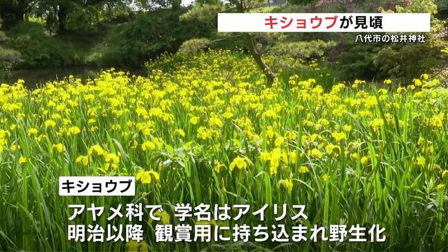 キショウブ　熊本県八代市で見頃です！|TBS NEWS DIG