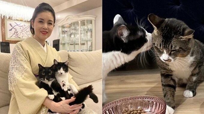 【 ねこ 】藤あや子さんの保護猫「じゃこ天」ついに先輩猫・オレオからキス　「弟認定もらえたね」　フォロワーからも安堵の声|TBS NEWS DIG