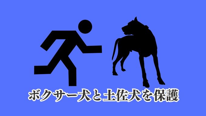 ボクサー犬と土佐犬を保護　大型犬の徘徊、脱走が相次ぐ　飼い主は責任を持った飼育を　|　沖縄のニュース｜RBC 琉球放送