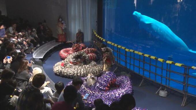国内初！シロイルカやサメの前で石見神楽公演　「夜の水族館」×「夜神楽」　新たな観光コンテンツとして期待　|　BSSニュース | BSS山陰放送
